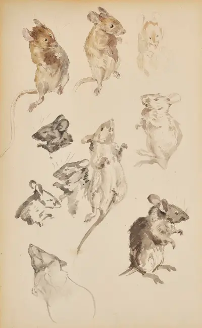 Studies of mice von Beatrix Potter