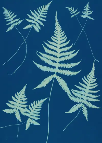 Kapradiny z Huntingtonu, Long Island, tabule 15, Ella J. C. Hurd