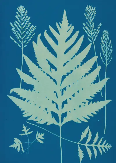 Kapradiny z Huntingtonu, Long Island, tabule 22, Ella J. C. Hurd