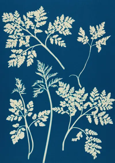 Kapradiny z Huntingtonu, Long Island, tabule 25, Ella J. C. Hurd