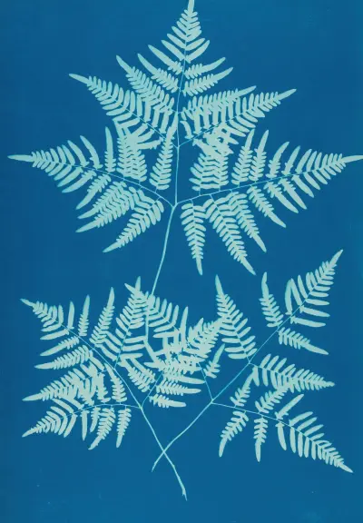 Kapradiny z Huntingtonu, Long Island, tabule 34, Ella J. C. Hurd