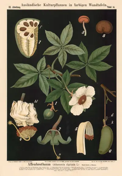 Baobab (Adansonia digitata L.) podle Curtise a Hookera, Carl Bollmann