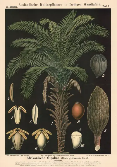 Africká olejnice (Elaeis guineensis Linné), Carl Bollmann
