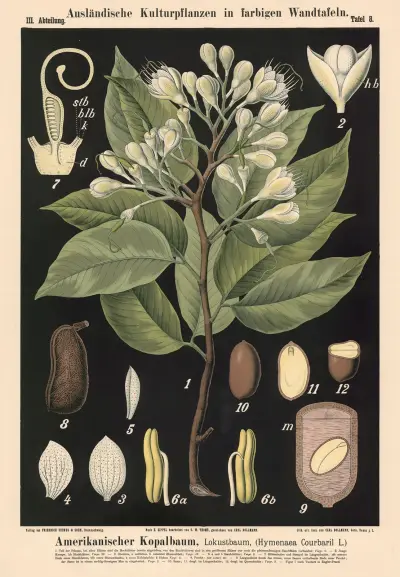 Americký kopalník, lokustovník (Hymenaea courbaril L.), Carl Bollmann