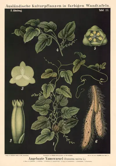 Pěstovaný smldinec (Dioscorea sativa L.), Carl Bollmann