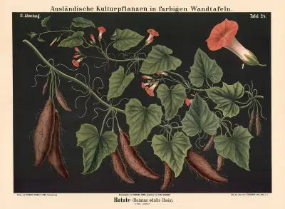Batáta (Batatas edulis Chois), Carl Bollmann