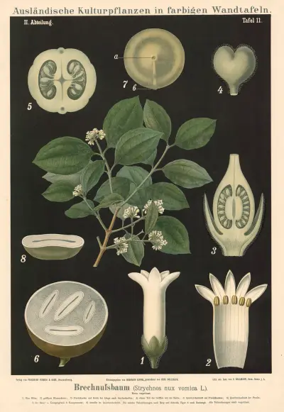 Brechnussbaum (Strychnos nux vomica L.), Carl Bollmann