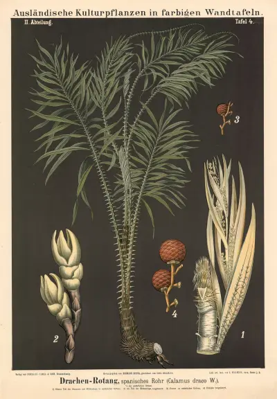 Drachen-Rotang, španělský rákos (Calamus draco W.), Carl Bollmann
