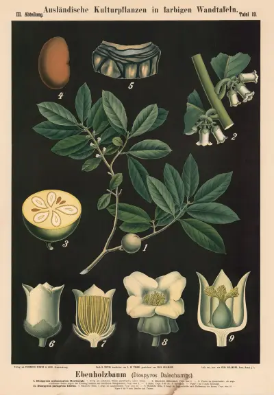 Ebenholzbaum (Diospyros Dalechamps), Carl Bollmann