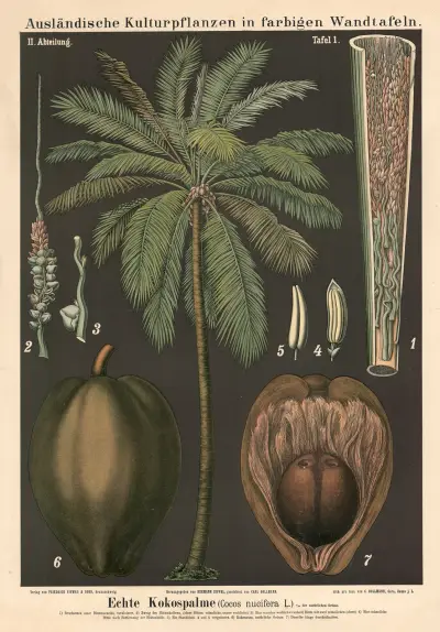 Pravá kokosová palma (Cocos nucifera L.), Carl Bollmann