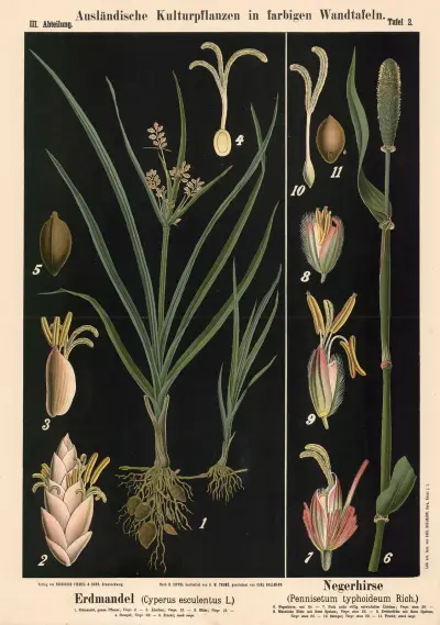 Erdmandel (Cyperus esculentus L.) – Negerhirse (Pennise-tum typhoideum Rich.), Carl Bollmann