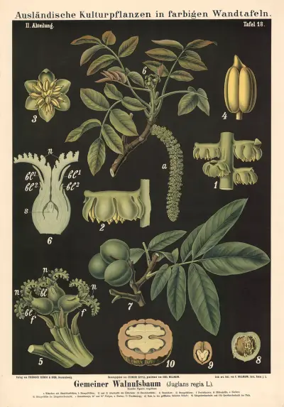 Vlašský ořech (Juglans regia L.), Carl Bollmann