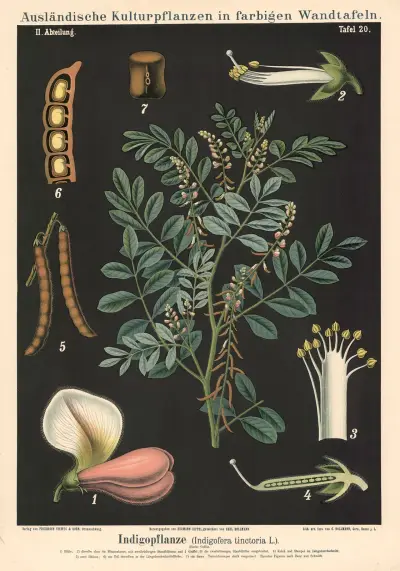 Indigoplant (Indigofera tinctoria L.), Carl Bollmann