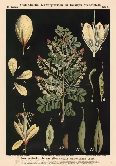 Kempasové dřevo (Haematoxylon campechianum Linné), Carl Bollmann