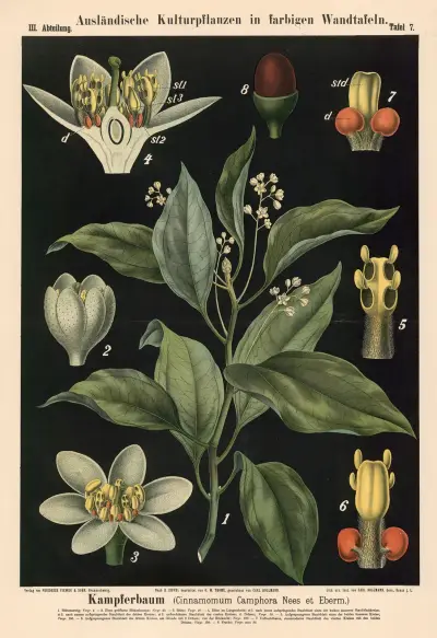 Kafrovník (Cinnamomum Camphora Nees et Eberm.), Carl Bollmann