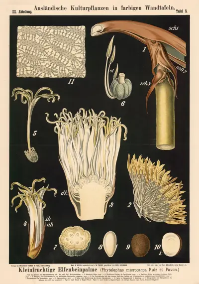 Drobnotvará slonovinová palma (Phytelephas microcarpa Ruiz et Pavon.) – Nr. 2, Carl Bollmann