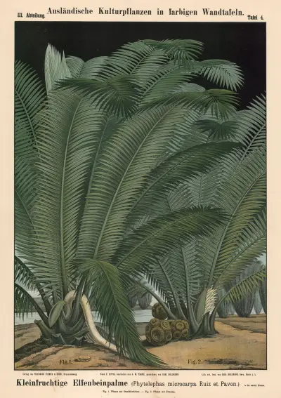 Drobnooploý slonovinový palma (Phytelephas microcarpa Ruiz et Pavon.) – Nr. 1, Carl Bollmann
