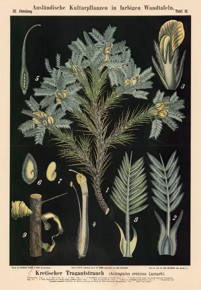 Kretischer Tragantstrauch (Astragalus creticus Lamark) av Carl Bollmann