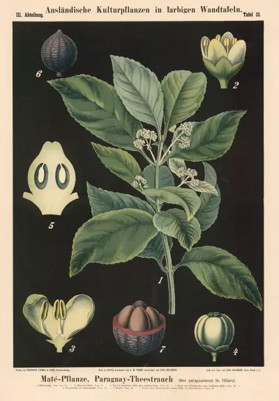 Maté – paraguayský čajovník (Ilex paraguariensis St. Hilaire), Carl Bollmann