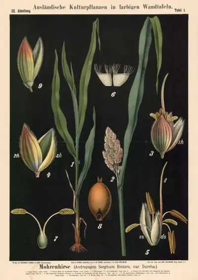 Mohrenhirse (Andropogon Sorghum Brotero, var. Durrha), Carl Bollmann