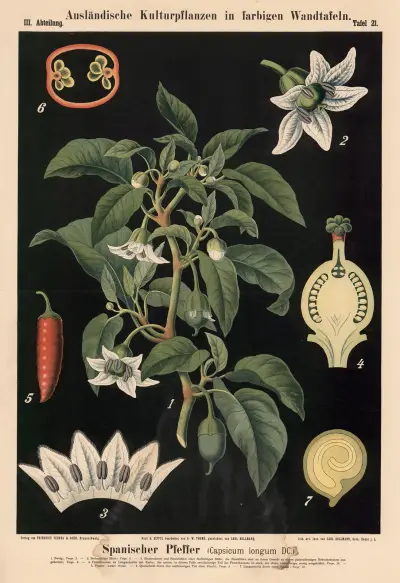 Španělský pepř (Capsicum longum DC.), Carl Bollmann