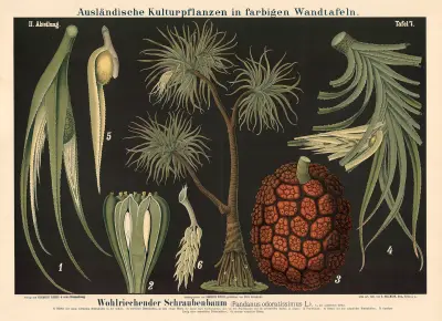 Vonný šroubový strom (Pandanus odoratissimus L.), Carl Bollmann