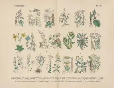 Lehrbuch der praktischen Pflanzenkunde in Wort und Bild Pl.25 av Carl Hoffmann