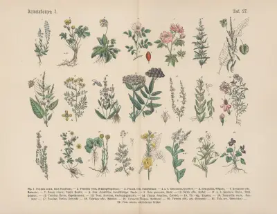 Lehrbuch der praktischen Pflanzenkunde in Wort und Bild Pl.27 av Carl Hoffmann