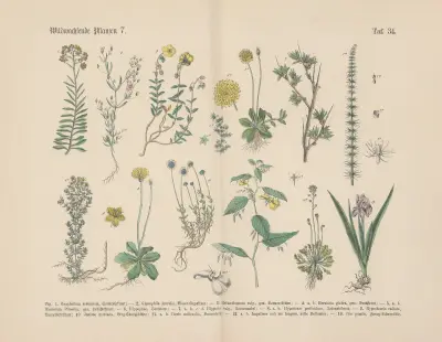 Lehrbuch der praktischen Pflanzenkunde in Wort und Bild Pl.34 av Carl Hoffmann