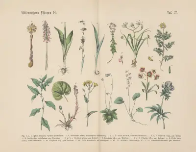 Lehrbuch der praktischen Pflanzenkunde in Wort und Bild Pl.37 av Carl Hoffmann