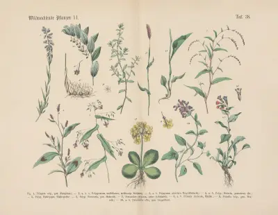 Lehrbuch der praktischen Pflanzenkunde in Wort und Bild Pl.38 av Carl Hoffmann