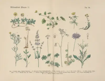 Lehrbuch der praktischen Pflanzenkunde in Wort und Bild Pl.39 av Carl Hoffmann