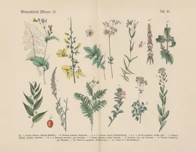Lehrbuch der praktischen Pflanzenkunde in Wort und Bild Pl.41 av Carl Hoffmann