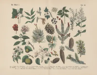 Lehrbuch der praktischen Pflanzenkunde in Wort und Bild Pl.45 av Carl Hoffmann