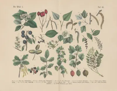 Lehrbuch der praktischen Pflanzenkunde in Wort und Bild Pl.46 av Carl Hoffmann
