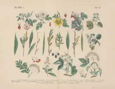 Lehrbuch der praktischen Pflanzenkunde in Wort und Bild Pl.47 av Carl Hoffmann