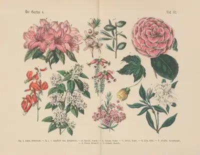 Lehrbuch der praktischen Pflanzenkunde in Wort und Bild Pl.52 av Carl Hoffmann