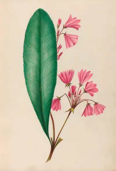 Drawings of tropical flowers and fruits, from South America Pl.01 av Charles Empson