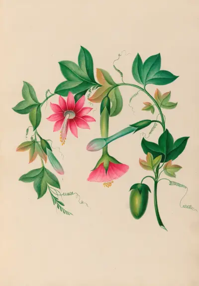 Drawings of tropical flowers and fruits, from South America Pl.03 av Charles Empson