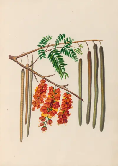 Drawings of tropical flowers and fruits, from South America Pl.11 av Charles Empson