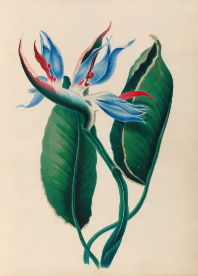 Drawings of tropical flowers and fruits, from South America Pl.13 av Charles Empson