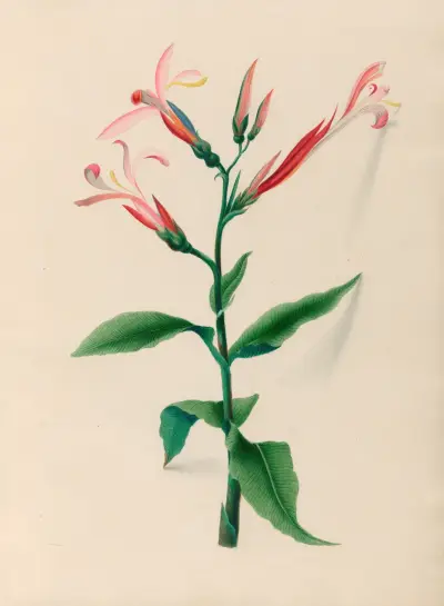 Drawings of tropical flowers and fruits, from South America Pl.17 av Charles Empson