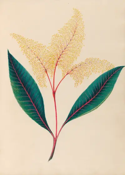 Drawings of tropical flowers and fruits, from South America Pl.18 av Charles Empson