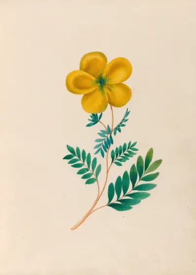 Drawings of tropical flowers and fruits, from South America Pl.22 av Charles Empson