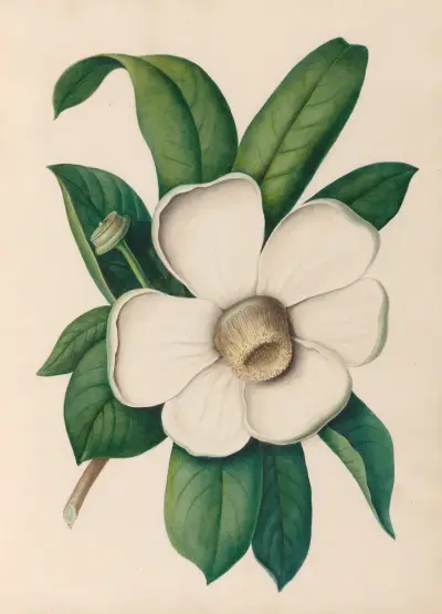 Drawings of tropical flowers and fruits, from South America Pl.25 av Charles Empson