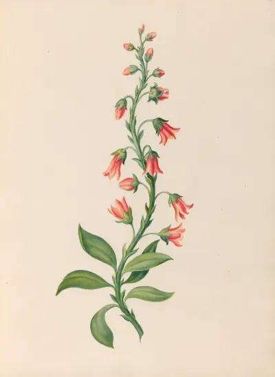 Drawings of tropical flowers and fruits, from South America Pl.28 av Charles Empson