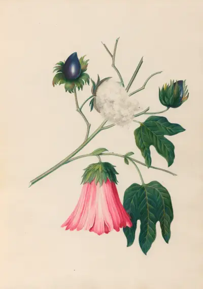 Drawings of tropical flowers and fruits, from South America Pl.29 av Charles Empson