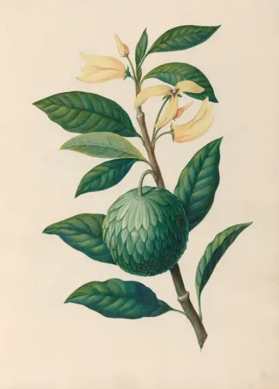 Drawings of tropical flowers and fruits, from South America Pl.30 av Charles Empson