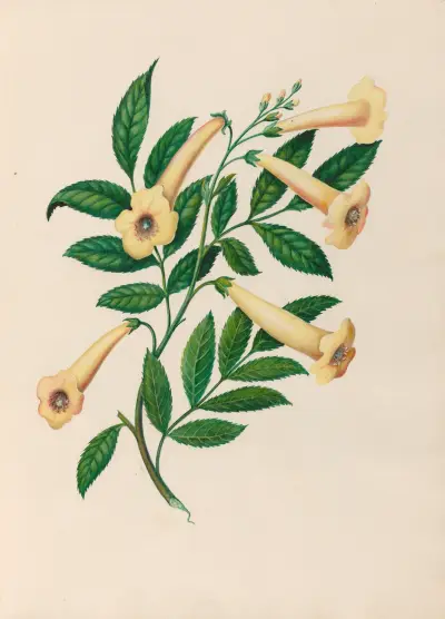 Drawings of tropical flowers and fruits, from South America Pl.31 av Charles Empson