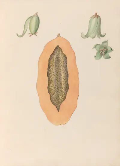 Drawings of tropical flowers and fruits, from South America Pl.36 av Charles Empson